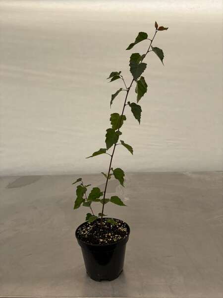 Betula 
